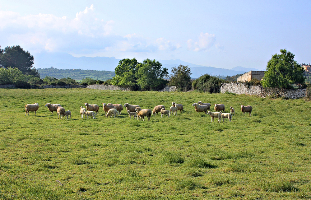Exportadores de ganado ovino español